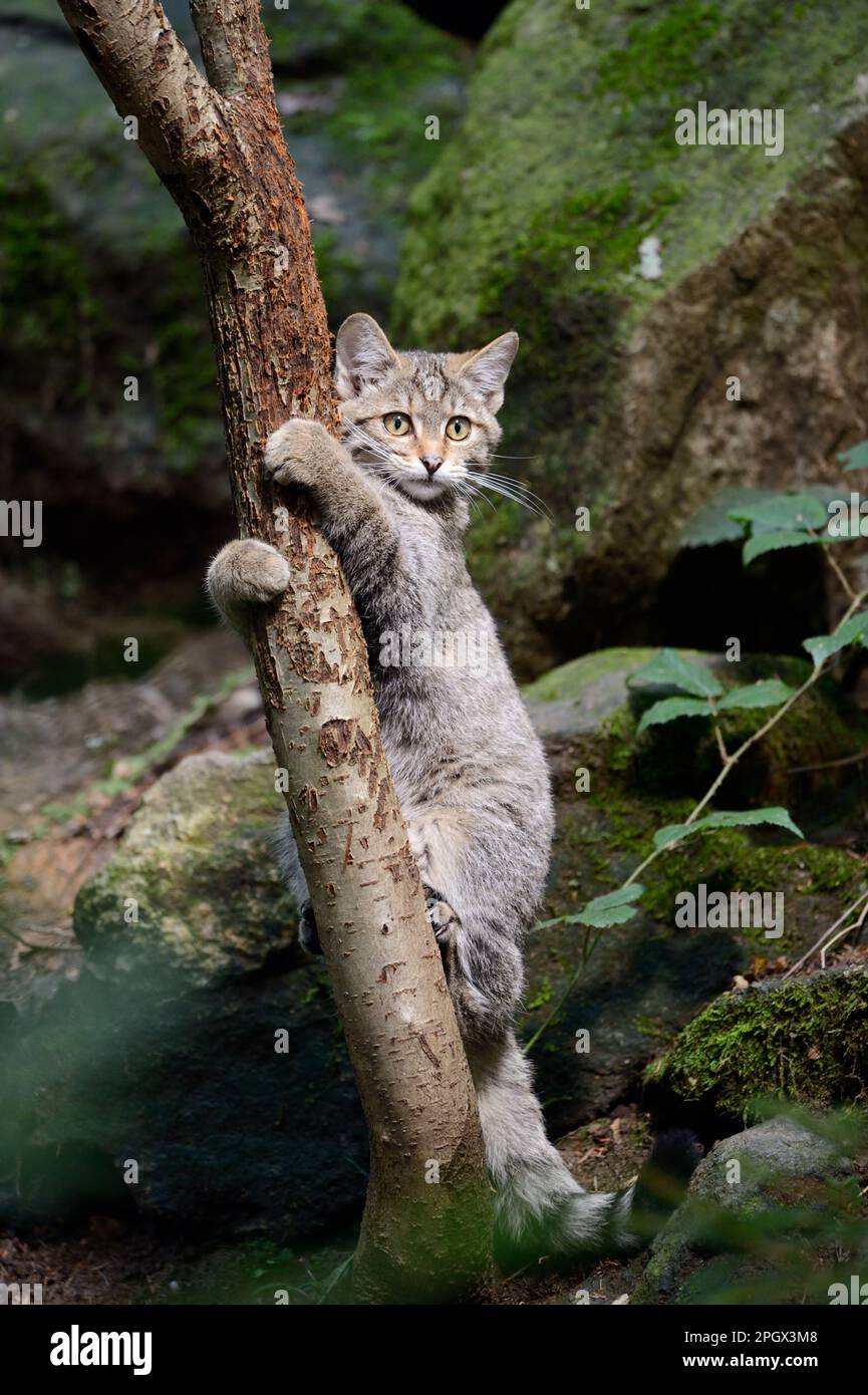 all'albero del gatto... Gatto selvatico europeo ( Felis silvestris ), gattino giocoso. Foto Stock
