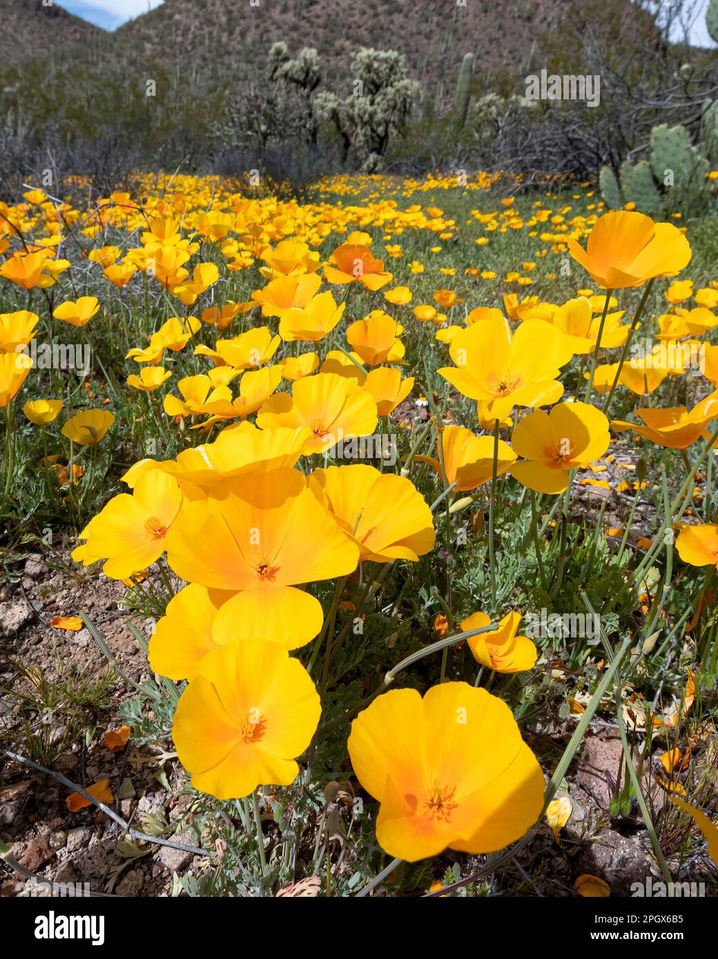 Papaveri d'oro (Escholzia californica ssp. mexicana), Saguaro National Park, West Unit, Tucson, Arizona, STATI UNITI. Primavera 2023 fioritura. Foto Stock