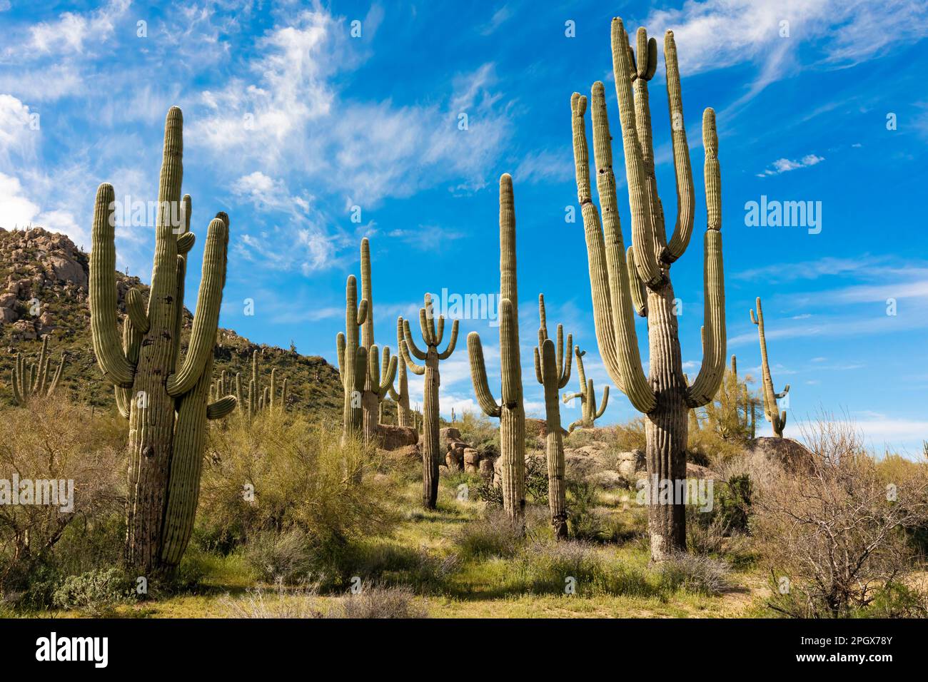 Stand of Giant Saguaros (Carnegiea gigantea), McDowell Sonoran Preserve, Scottsdale, Arizona, USA. Foto Stock