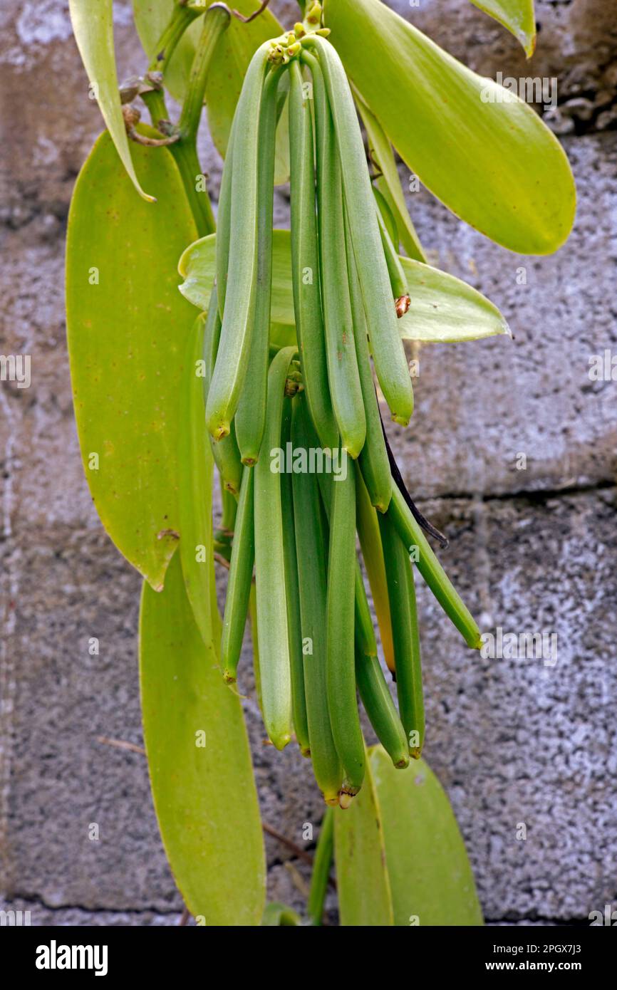 Planifolia alla vaniglia, fagioli alla vaniglia, Mauritius Foto Stock