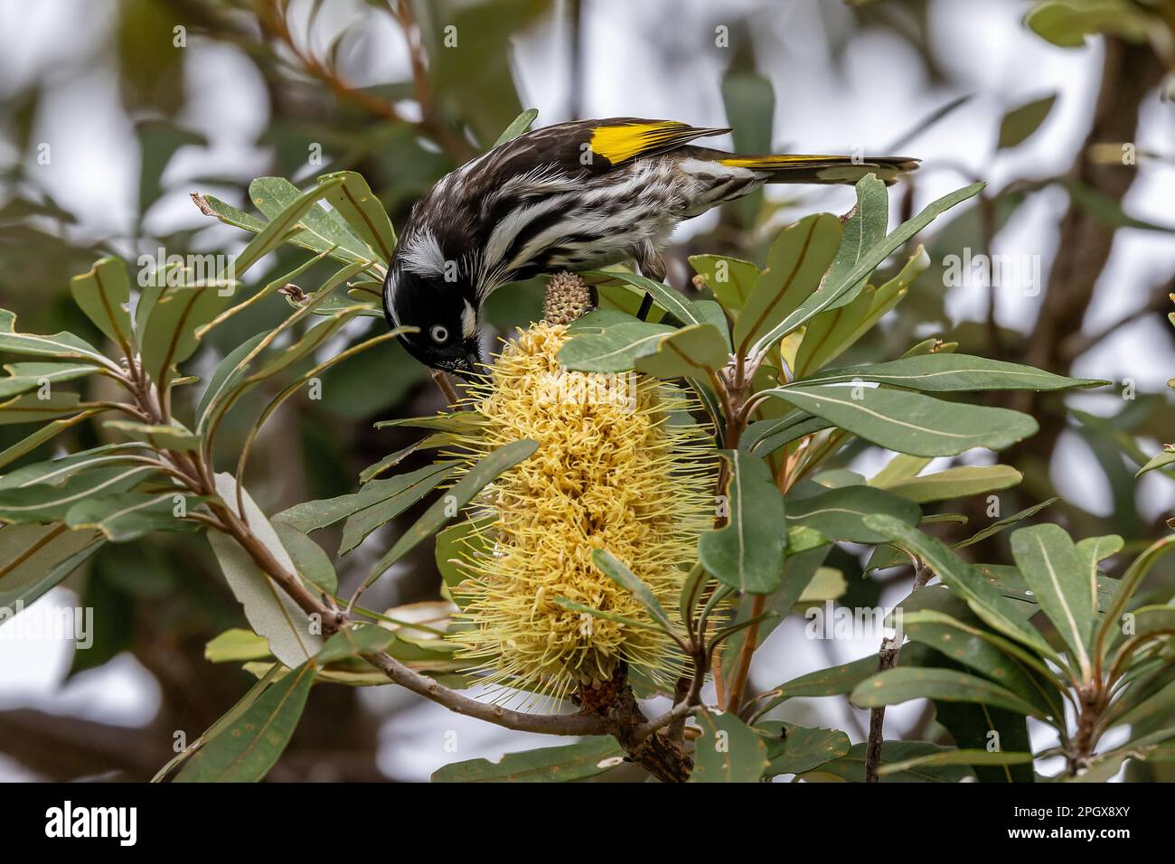 New Holland Honeyeater nutrire sul nettare di una Banksia Costa Foto Stock