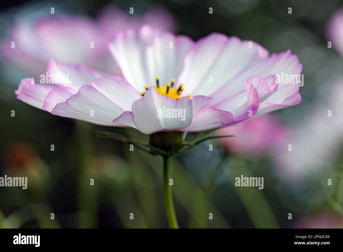 Macro immagine di un Cosmos (Cosmea) Bipinnatus Sensation Picotee; morbido fiore bianco-rosato bordato in rosa rosa. Settembre, Inghilterra Foto Stock