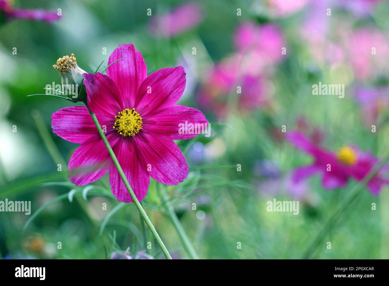Color magenta brillante Cosmos fiore (Cosmea bipinnatus Dazzler) ancora in piedi con grazia in un indaffarato giardino inglese confine in tarda estate. Foto Stock