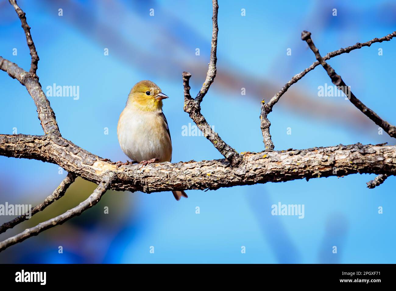 Un Goldfinch maschio (Spinus tristis) nel suo piumaggio invernale (non-breeding) Foto Stock