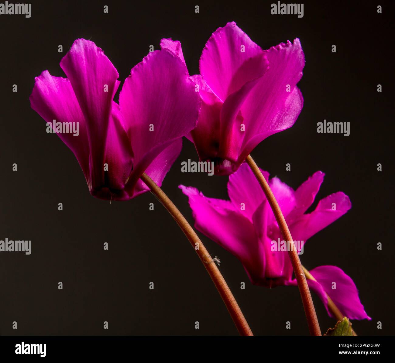 Un bouquet vivace e colorato composto da fiori di ciclamino viola, che mette in mostra la bellezza della natura Foto Stock