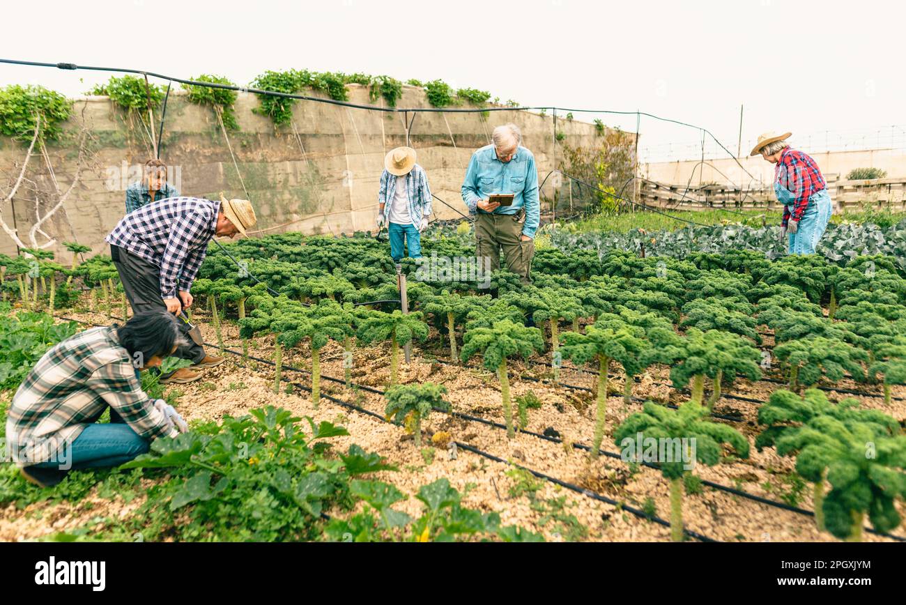 Gruppo di agricoltori che lavorano in terra agricola - concetto di stile di vita dei contadini Foto Stock