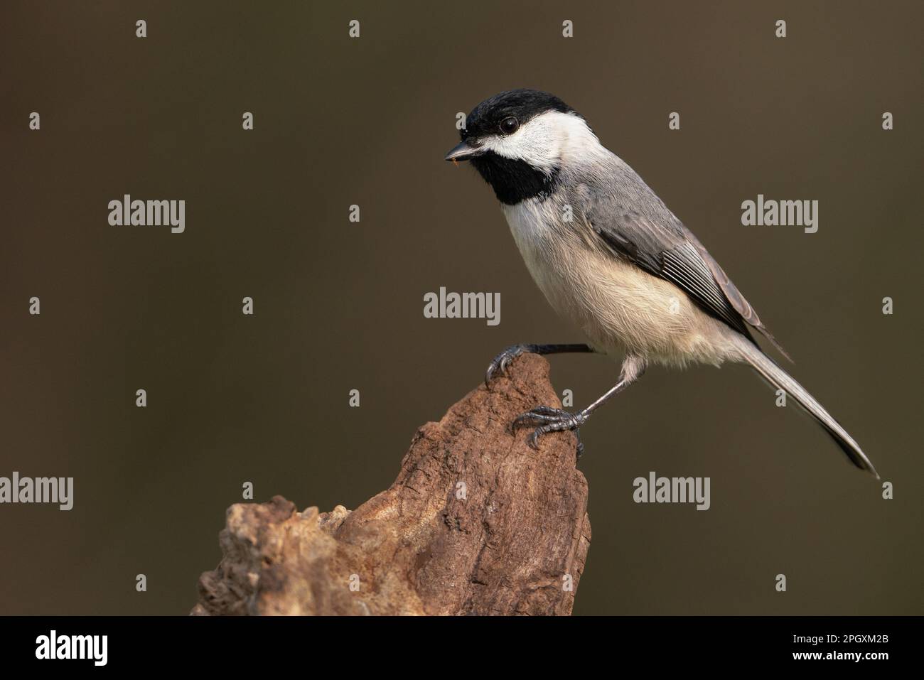 Un Chickadee della Carolina arroccato su un ceppo Foto Stock