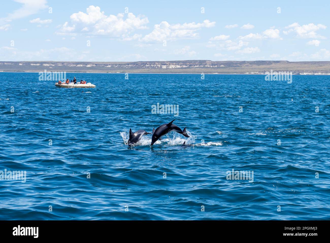 Delfini oscuri (Lagenorhynchus obscurus) che saltano sopra l'acqua blu con un tour in barca, la penisola di Valdes, Argentina. Foto Stock