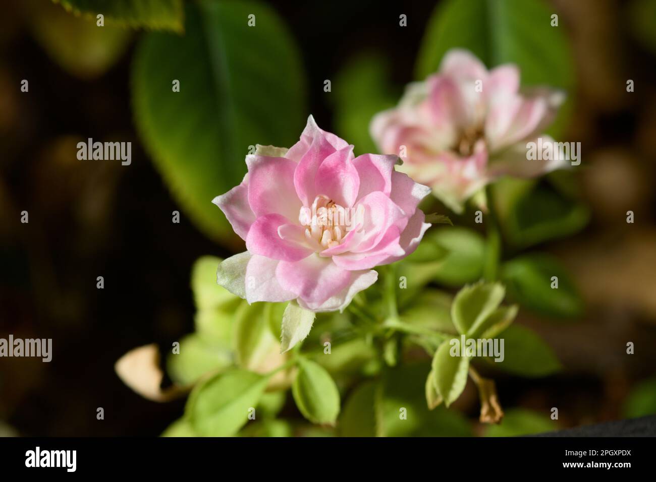 Macro fotografia di un piccolo fiore rosa di un cespuglio di rosa di timini con sfondo sfocato con spazio di copia Foto Stock