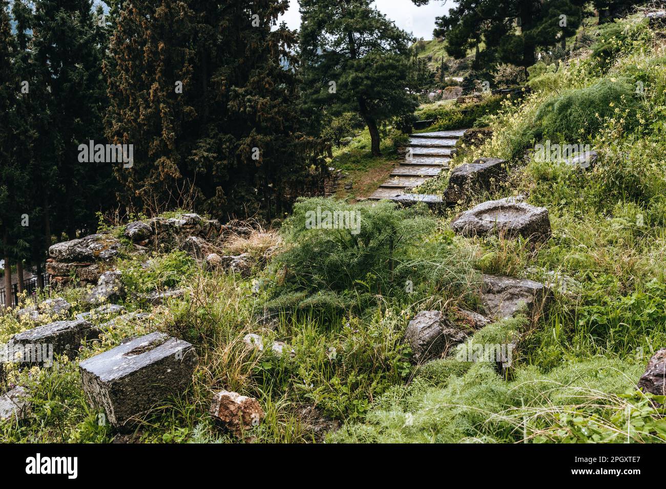 Rovine di un antico tempio cresciuto di verde sullo sfondo di montagne e foreste, tempio di Apollo nell'oracolo Delfico, Grecia. Foto Stock