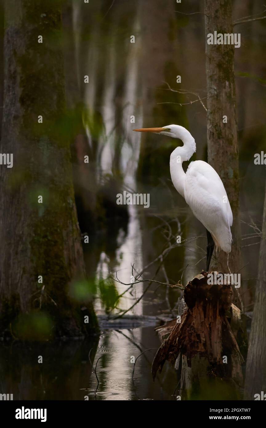 Un grande Egret è appollaiato su un vecchio ceppo di cipresso guardando per il cibo Mercoledì, 22nd 2023 marzo. Gli egreti di solito iniziano ad accoppiarsi intorno alla fine di M. Foto Stock