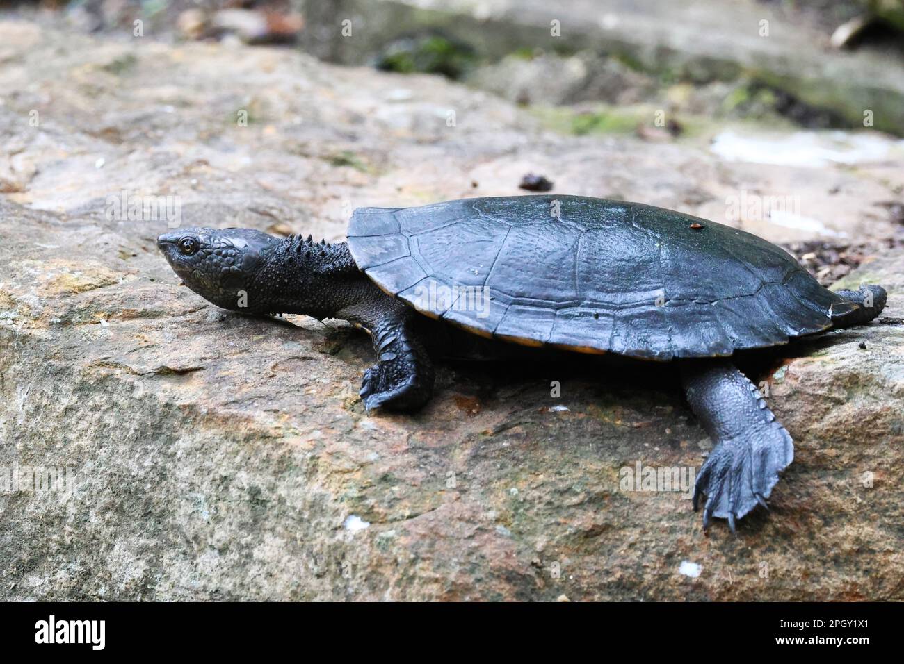 Splendide immagini di animali intorno alla zona umida di Rothwell e tartarughe che si stendono fuori dal laghetto. Foto Stock