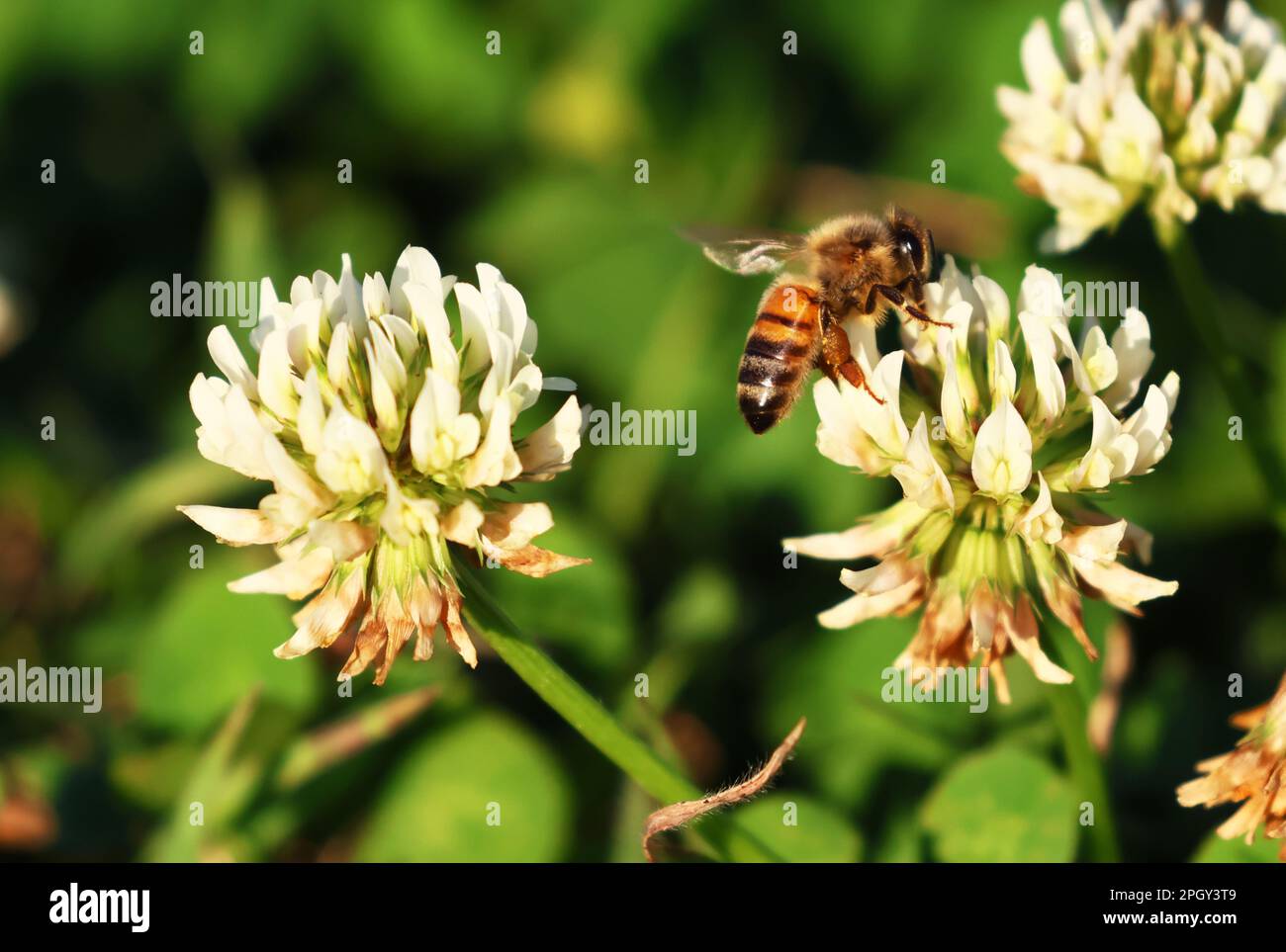 Foto della vita degli insetti all'esterno in natura, le api impollinanti sparate in macro, Foto Stock