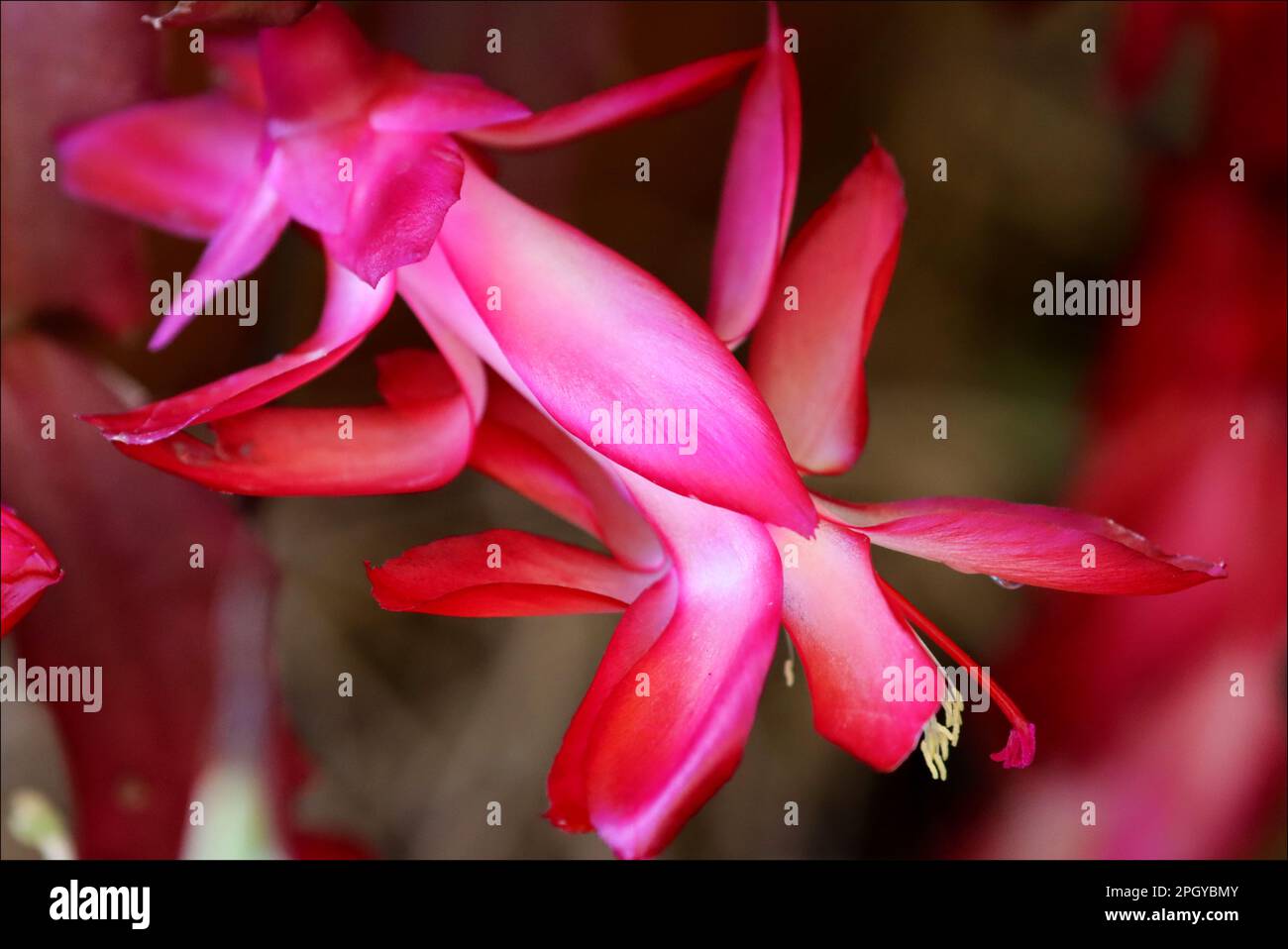 Immagini di scorta casuale di bellissimi fiori colorati al di fuori della luce naturale, scatto macro. Foto Stock