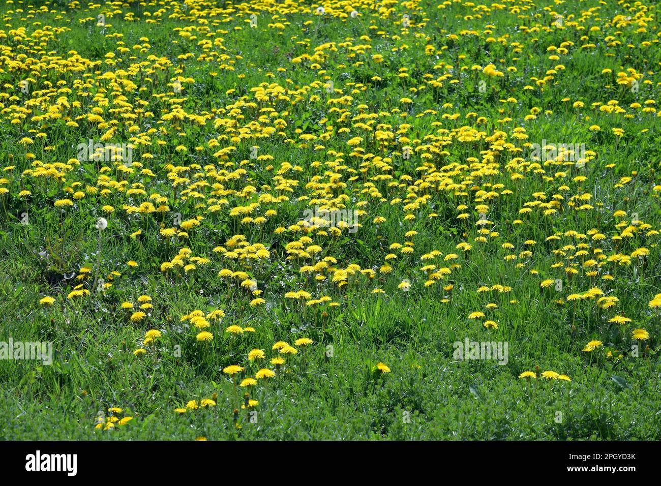 prato selvaggio con dentelli fioriti come sfondo floreale naturale Foto Stock