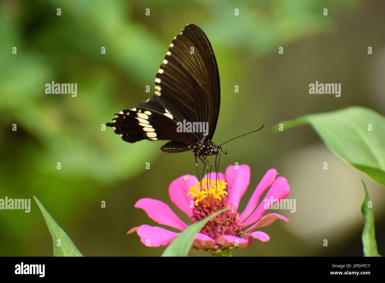 Coda di rondine comune di mormon. Papilio politi. Java, Indonesia. Foto Stock