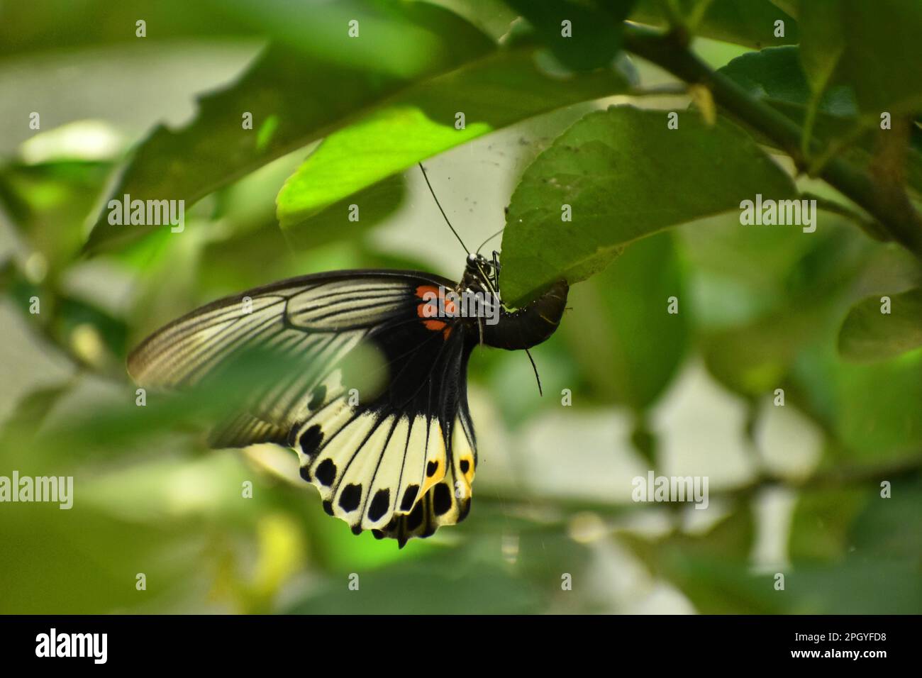 Una grande farfalla mormone femmina che depone l'uovo sotto la foglia di limone. Java, Indonesia. Foto Stock