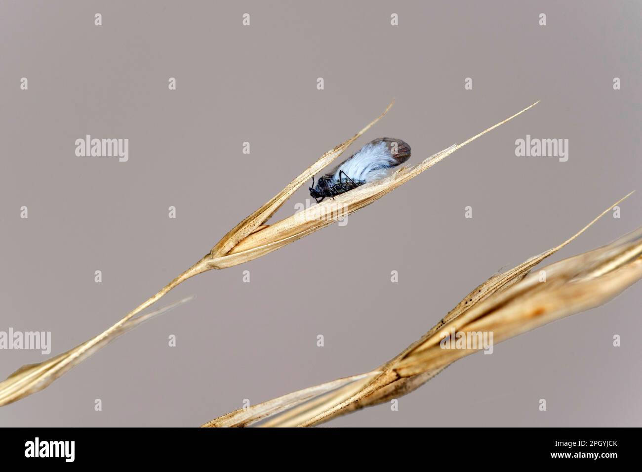 Imago alato dell'afide di faggio lanoso (Phyllaphis fagi), Vallese, Svizzera Foto Stock Imago alato dell'afide di faggio lanoso (Phyllaphis fagi), Vallese, Svizzera Foto Stock