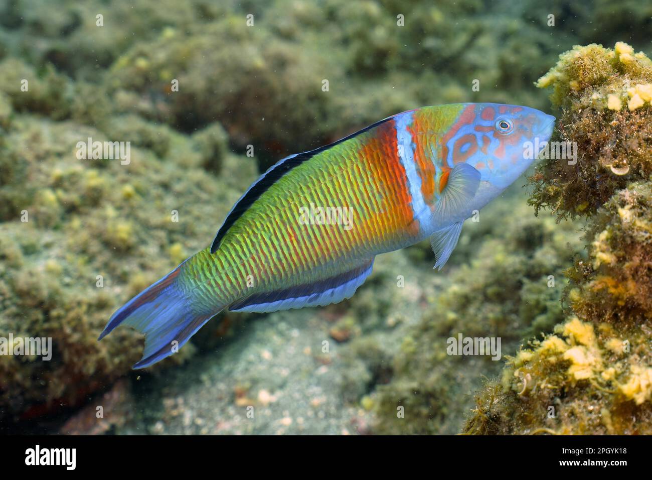 Strasse ornato (Thalassoma pavo), El Cabron Marine Reserve Dive Site, Arinaga, Gran Canaria, Spagna, Oceano Atlantico Foto Stock