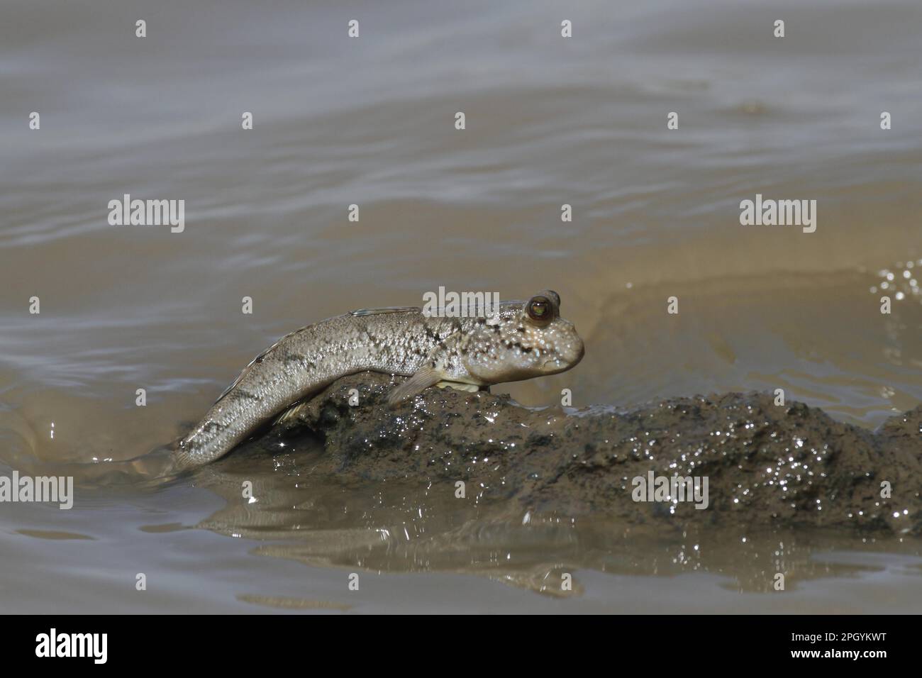 Skipper di fango, altri animali, pesci, animali, gobbie, Skipper con fango (Perioftalmus sp.) Adulto, arrampicata fuori dall'acqua, Gambia Foto Stock