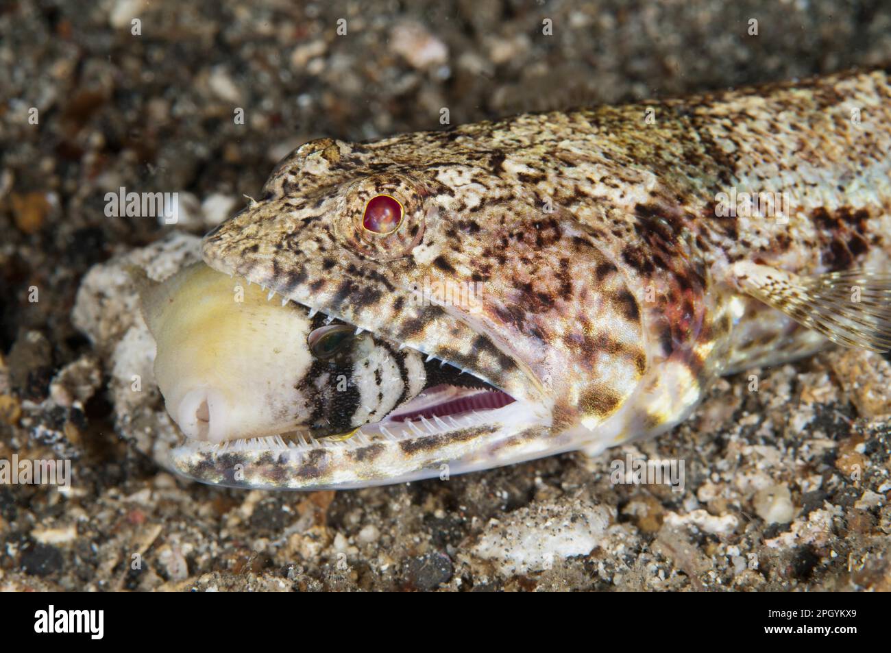 Pesce baldardo adulto (Synodus dermatogenys), primo piano della testa, con preda giovanile in bocca, Lembeh Strait, Sulawesi, Isole Sunda, settembre Foto Stock