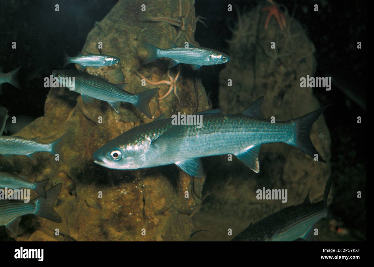 Triglie spesse (Chelon labrosus), triglie spesse, triglie, animali, altri animali, Pesce, Mullet grigio Foto Stock