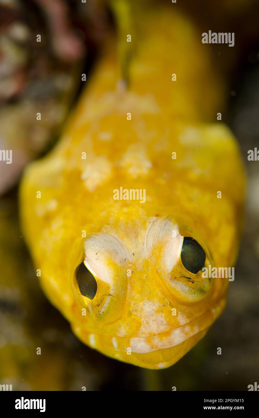 Meduse sole (Opistognathus solorensis) adulto, primo piano della testa, Lembeh Strait, Sulawesi, Isole Sunda, Indonesia Foto Stock