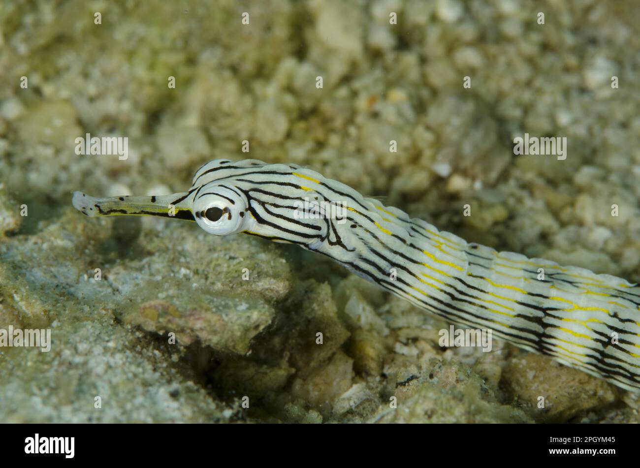 Pesci rete (Corythoichthys flavofasciatus) adulti, primo piano della testa, Lembeh Straits, Sulawesi, Isole Sunda, Indonesia Foto Stock
