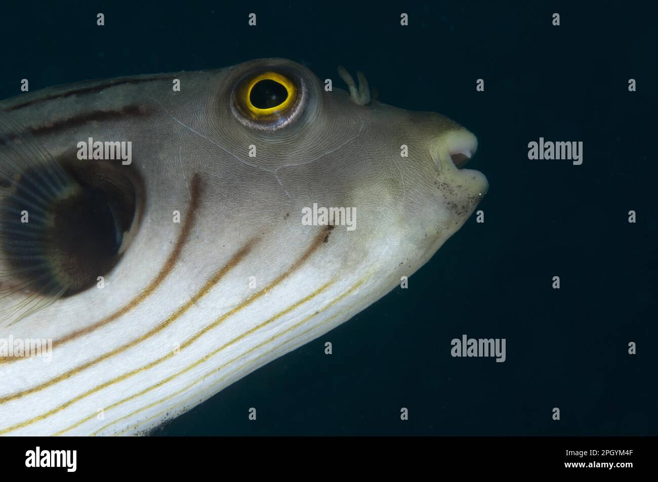 Puffer a righe, puffer a righe strette (Arothron manilensis), altri animali, Pesce, Animali, Pesci Pufferfish, Puffer a righe strette per adulti, primo piano della testa Foto Stock