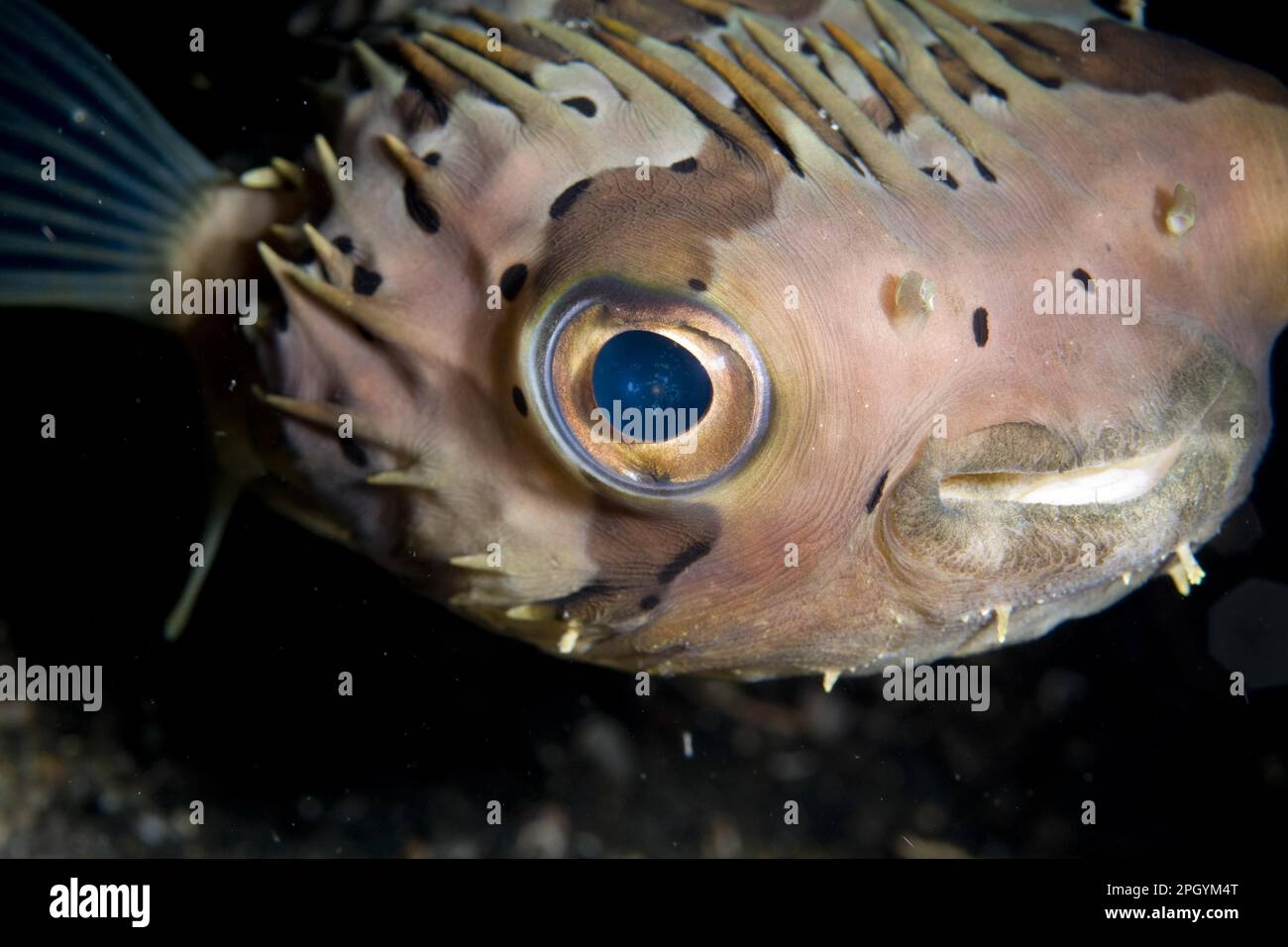 Porcupinefish a macchie marroni (Diodontidae), Porcupinefish a macchie marroni, porcupinefish a spina lunga (Diodon olocanthus), altri animali, pesci, animali Foto Stock