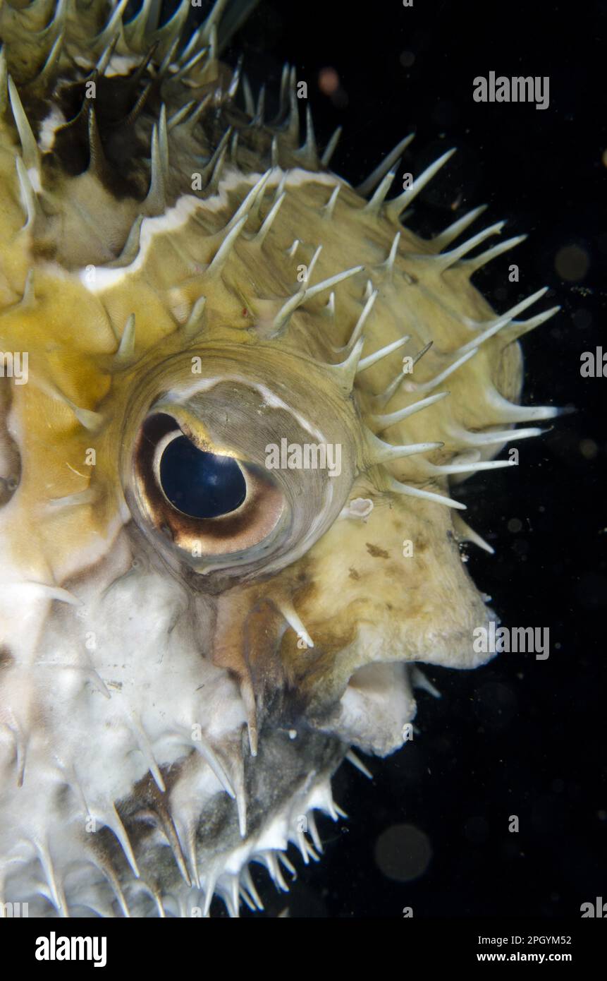 Porcospino nero macchiato (Diodon liturosus) adulto, primo piano della testa gonfiato in posizione difensiva, Horseshoe Bay, Nusa Kode, Rinca Foto Stock