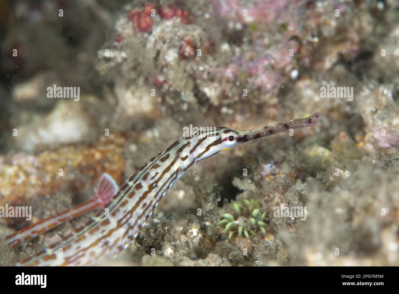 Pesce di Schultz (Corythoichthys schultzi) adulto, primo piano, Lembeh Straits, Sulawesi, Isole Sunda, Indonesia Foto Stock