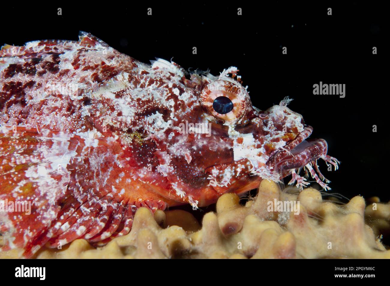 Scorfani di Raggy (Scorpaenopsis venosa), scorfani di Raggy, altri animali, pesci, animali, Raggy scorpionfish adulto, primo piano della testa, riposante sopra Foto Stock