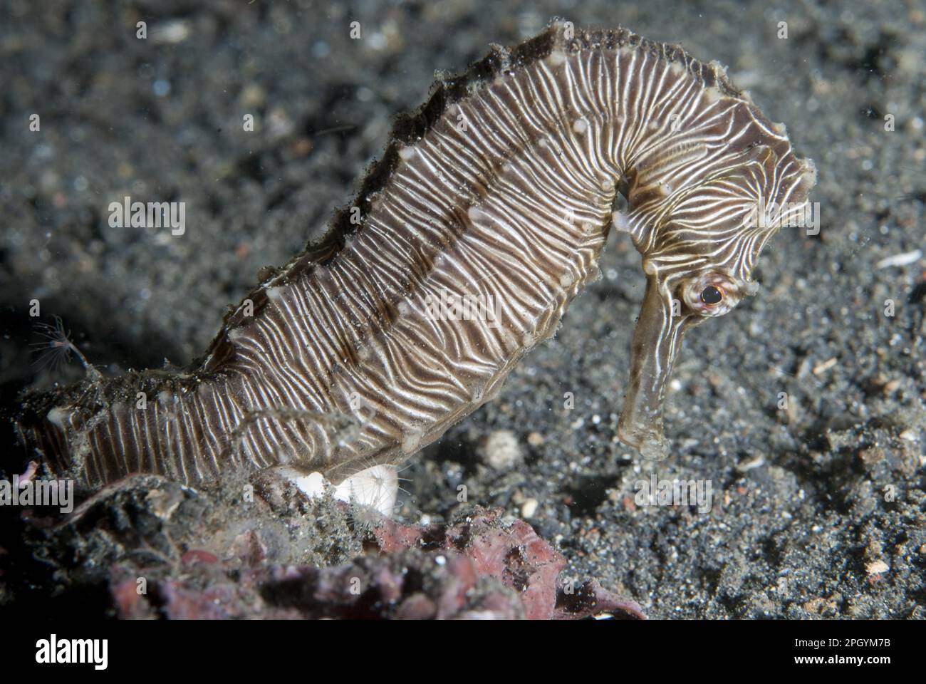 Manado Seahorse (Hippocampus manadensis) adulto, su sabbia nera, Lembeh Straits, Sulawesi, Greater Sunda Islands, Indonesia Foto Stock