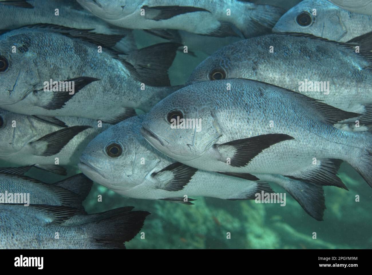 Snapper bianco e nero (macolor niger), snapper nero, altri animali, Pesce, simile al pesce persico, Animali, scialpa di snapper bianco e nero, isola di Sipadan Foto Stock