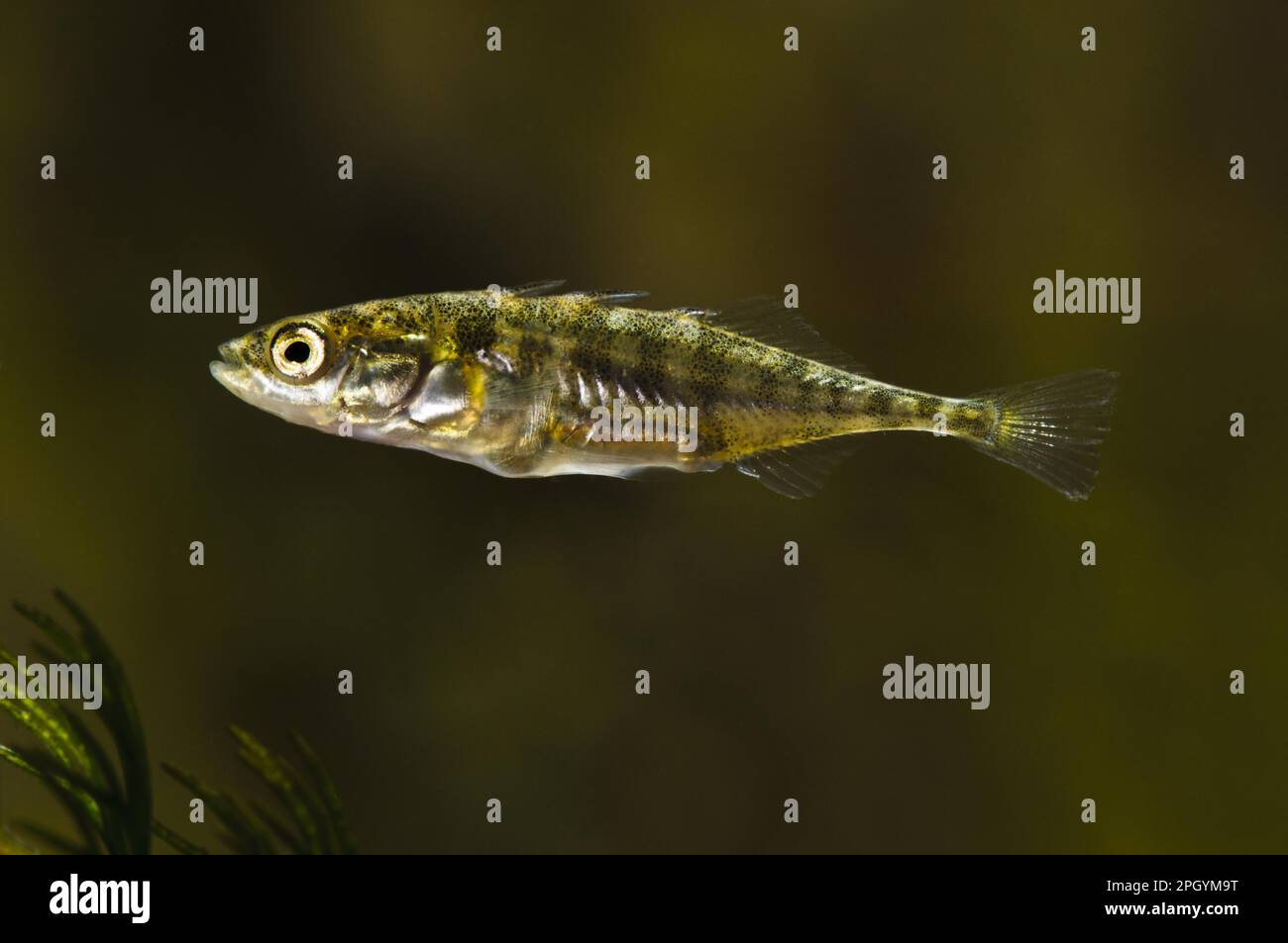 Stickleback a tre spine (Gasterosteus aculeatus) maschio adulto, appena cominciando a sviluppare la colorazione riproduttiva con il colore debole del rosa sotto il mento, Wat Foto Stock