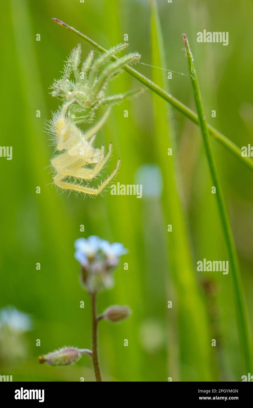Ragno granchio verde (Heriaeus hirtus) giovane, dopo aver molato l'esoscheletro, Cartosio, Provincia di Alessandria, Piemonte, Italia Foto Stock