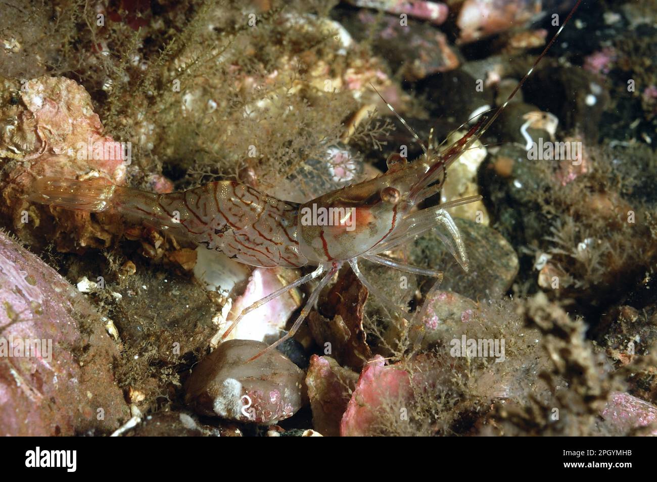 Aesop Shrimp (Pandalus montagui) adulto, sul fondale marino in lago di mare, Loch Carron, Ross and Cromarty, Highlands, Scozia, Regno Unito Foto Stock