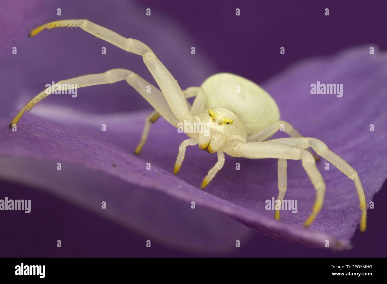 Ragno di granchio variabile, ragno di granchio d'oro (Misumena vatia), ragno di granchio, ragno di granchio, altri animali, ragni, Aracnidi, animali, granchio d'oro Foto Stock