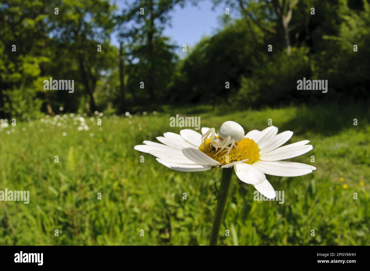 Goldenrod Crab Spider (Misumena vatia) femmina adulta, con preda di mosca, su fiore di ox-eye Daisy (Leucanthemum vulgare) in habitat boschivo, Denge Wood Foto Stock