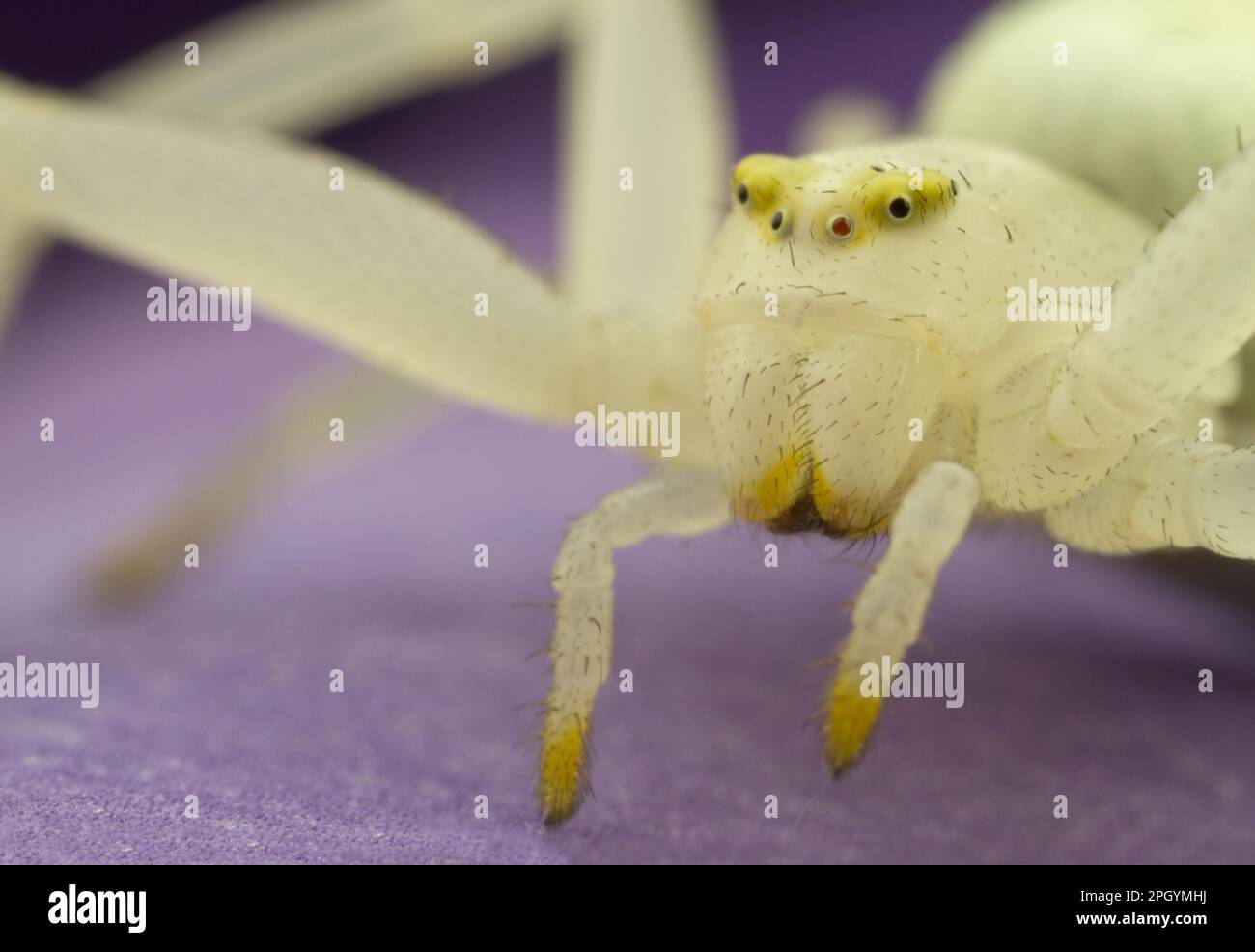 Ragno di granchio variabile, ragno di granchio d'oro (Misumena vatia), ragno di granchio, ragno di granchio, altri animali, ragni, Aracnidi, animali, granchio d'oro Foto Stock