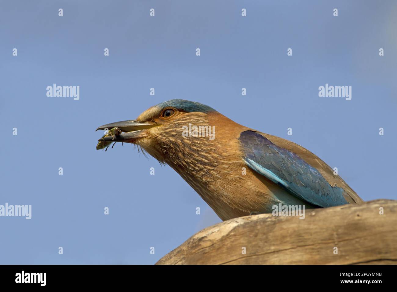 Indian indian Roller (Coracias benghalensis) adulto, con preda di coleottero in becco, seduto su un ramo, India Foto Stock