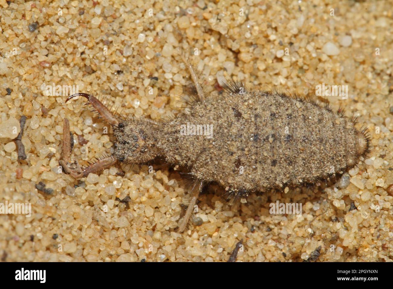 Dune formica leone Foto Stock