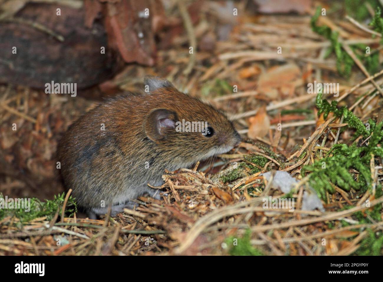 Vole con retro rosso Foto Stock