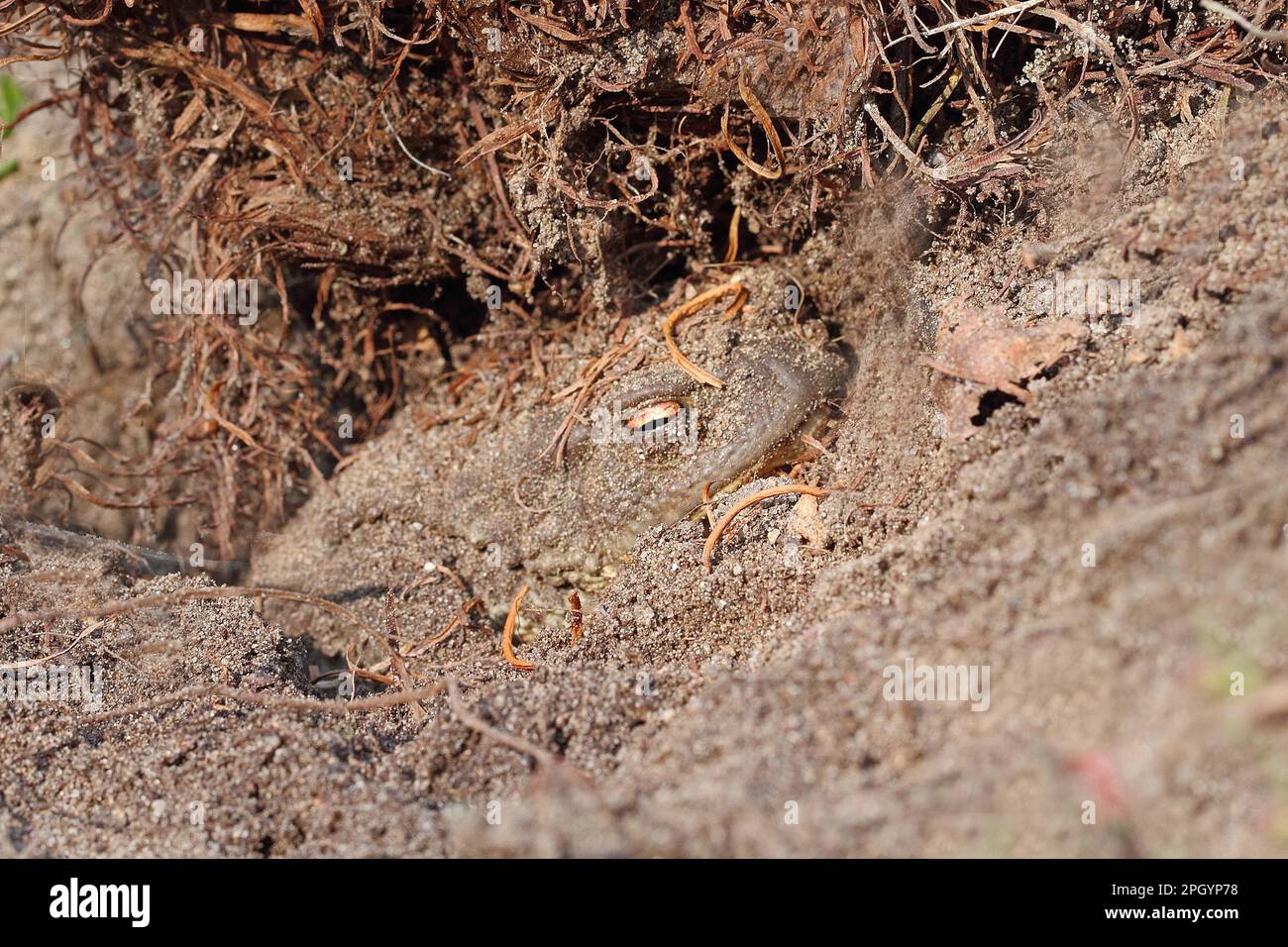Comune rospo, burrowed Foto Stock