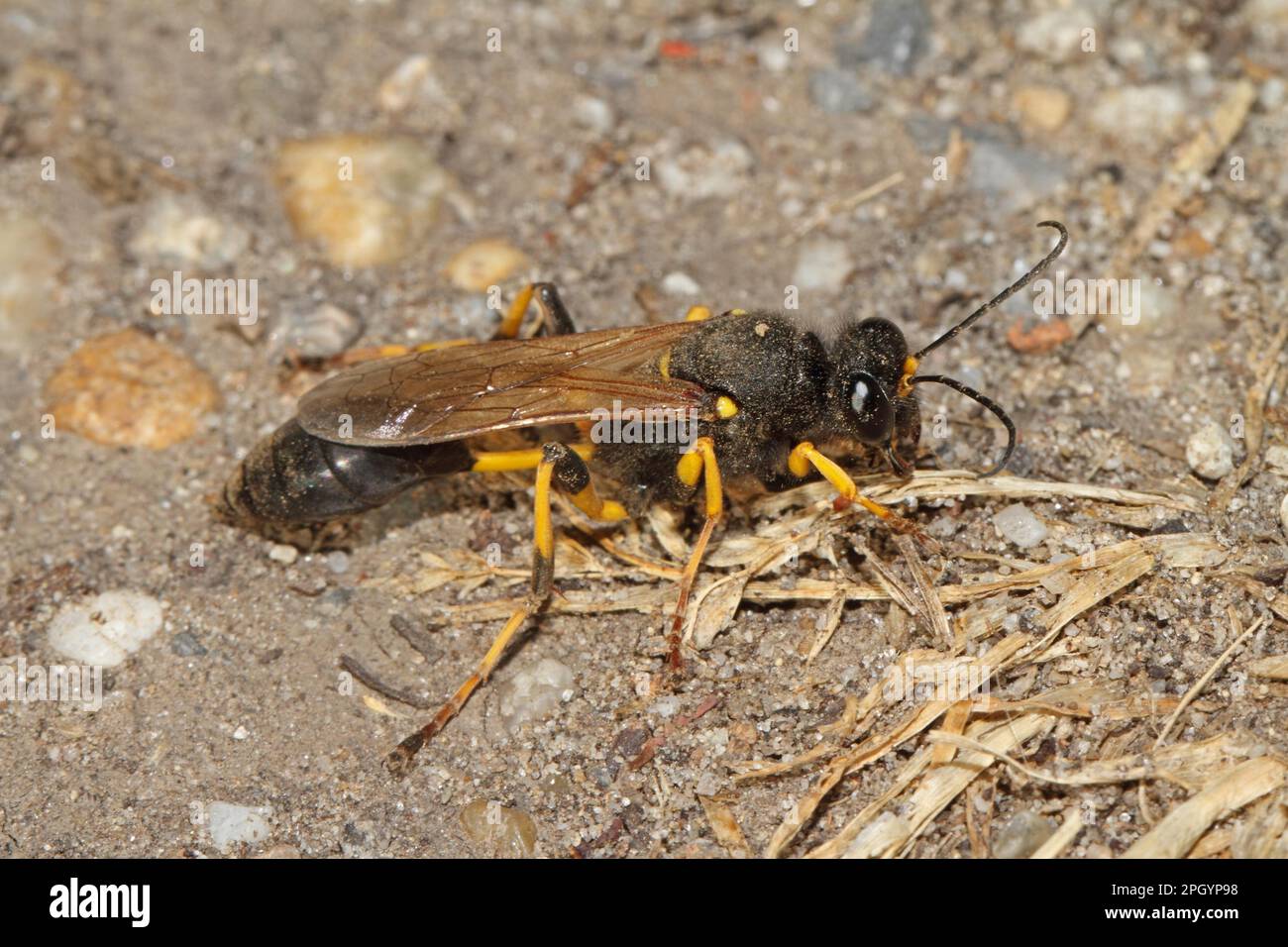 Vespa di Mudpuppy, destillatorius di Sceliphron Foto Stock