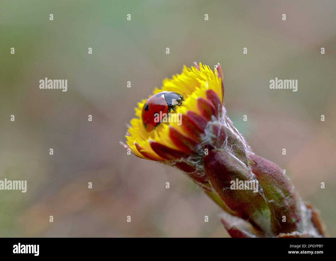 Ladybird sul piede di raffreddante Foto Stock