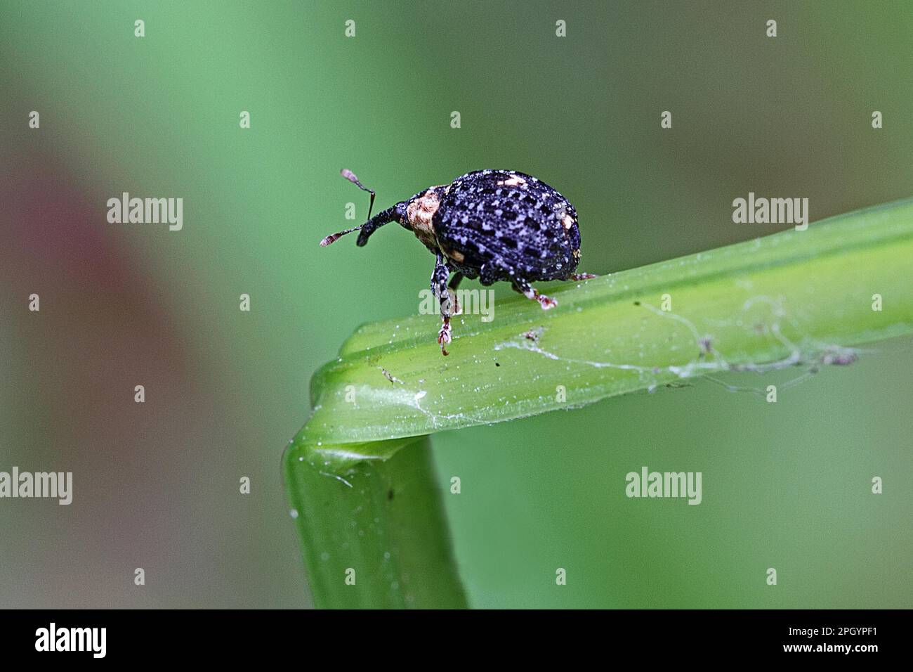 Raschietto marrone scuro Foto Stock