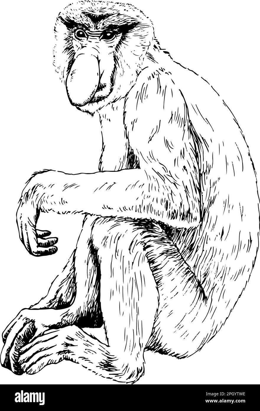 Scimmia proboscis o scimmia a naso lungo, disegnata a mano, illustrazione vettoriale Illustrazione Vettoriale