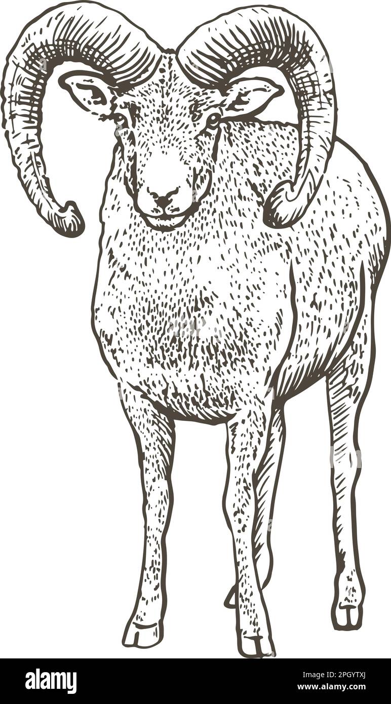 ram con clacson, disegno a mano, illustrazione vettoriale Illustrazione Vettoriale